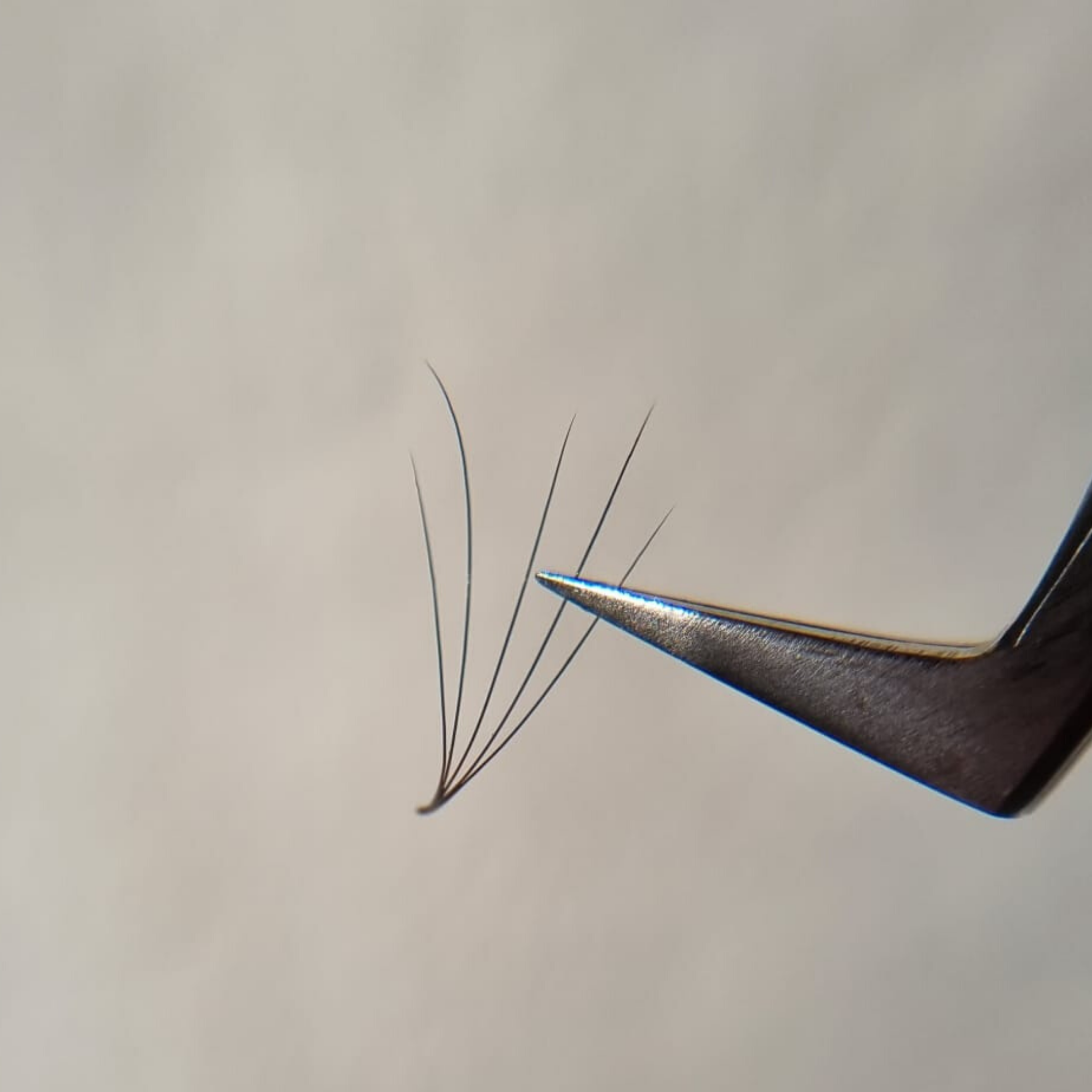 Camellia Lashes | 5D Lashes | Speedy Fans | Mixbox | 1200 Fächer