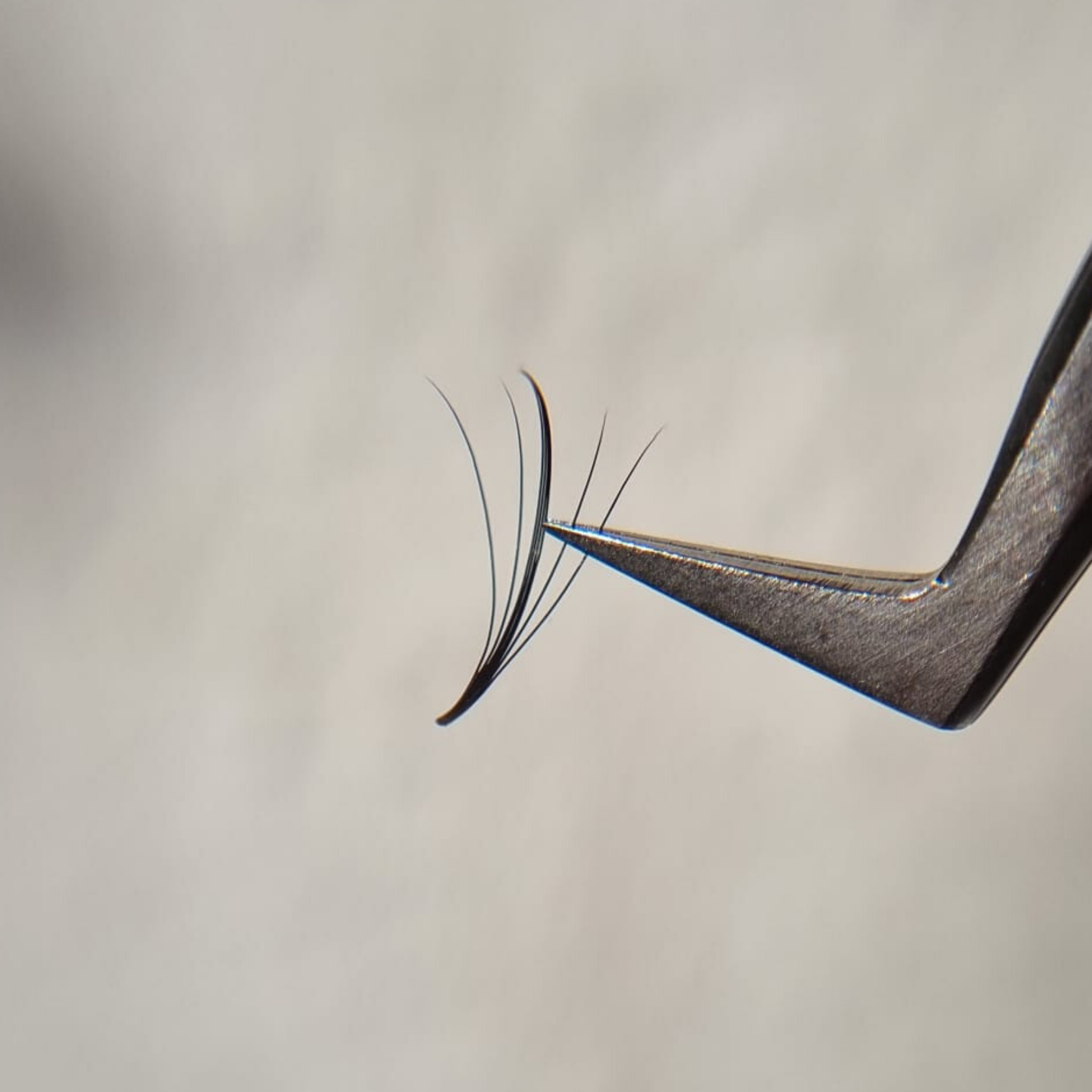     wispy-lashes-wimpernfaecher